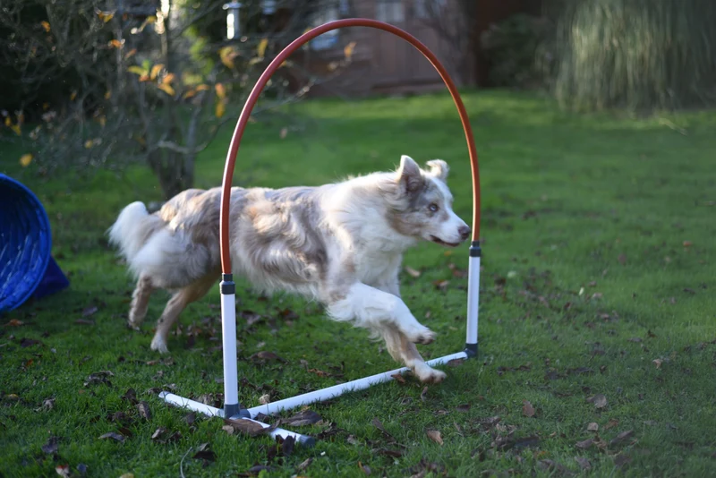 Agility Run Hooper Agility