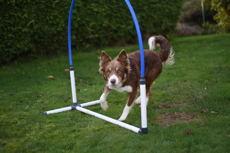 Agility Run Hooper Agility