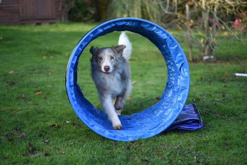 Agility Run Hooper Agility