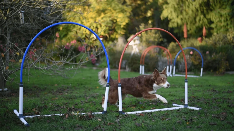 Agility Run Hooper Agility