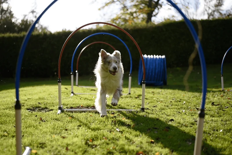 Agility Run Hooper Agility