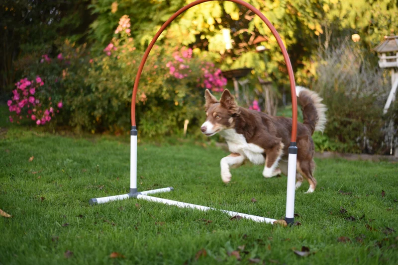 Agility Run Hooper Agility