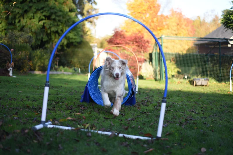 Agility Run Hooper Agility