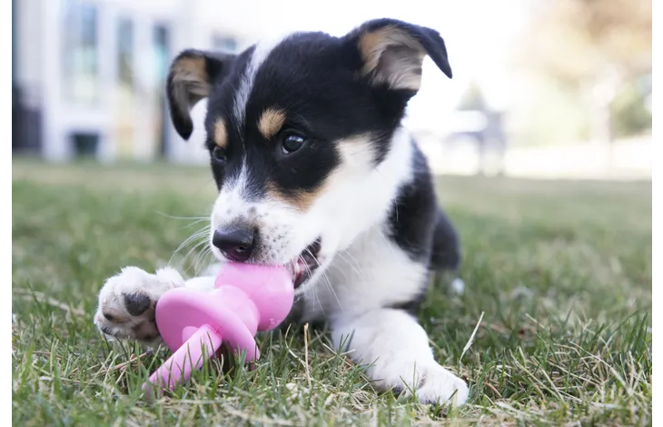 Jouet Kong Puppy Binkie