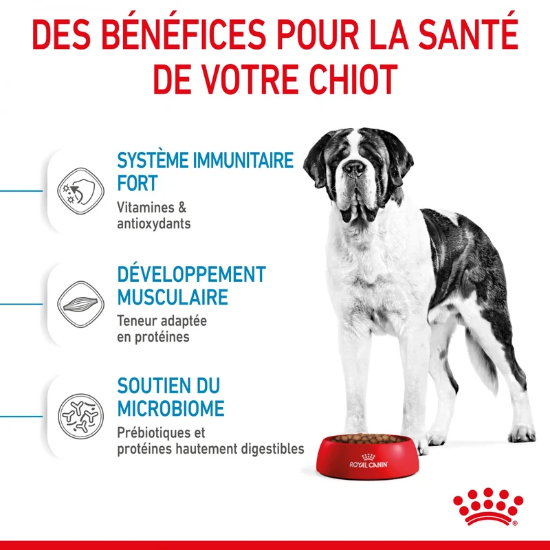 Royal Canin Giant Junior - Croquettes pour chiot