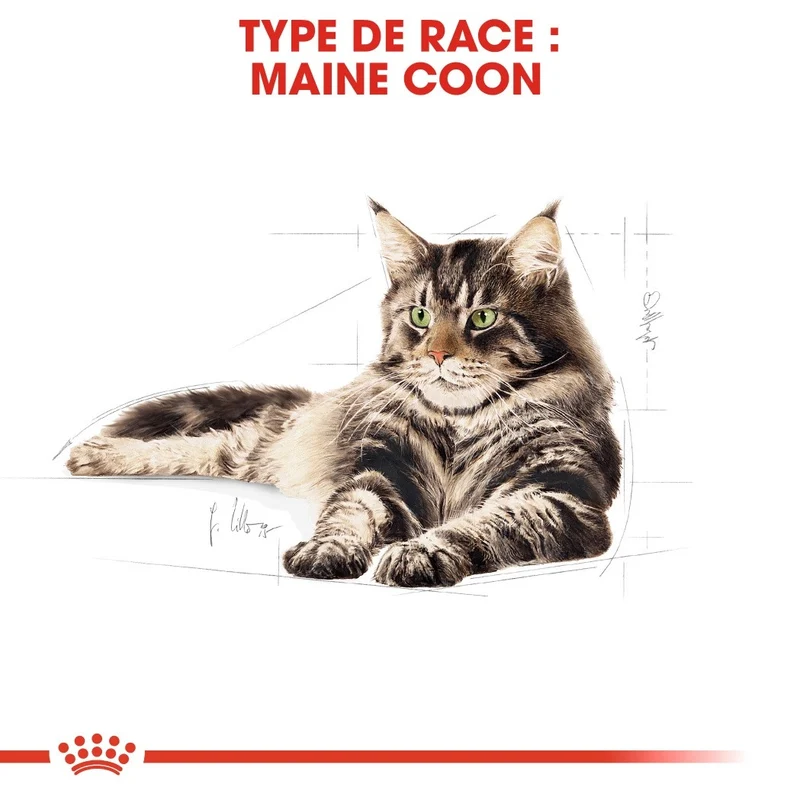 Royal Canin Maine Coon Adult - Croquettes pour chat