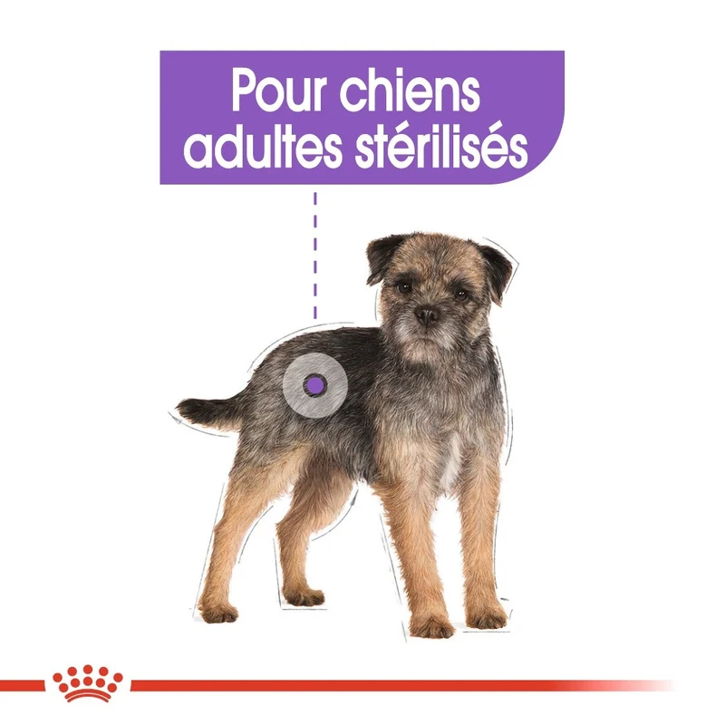 Royal Canin Mini Sterilised - Croquettes pour chien