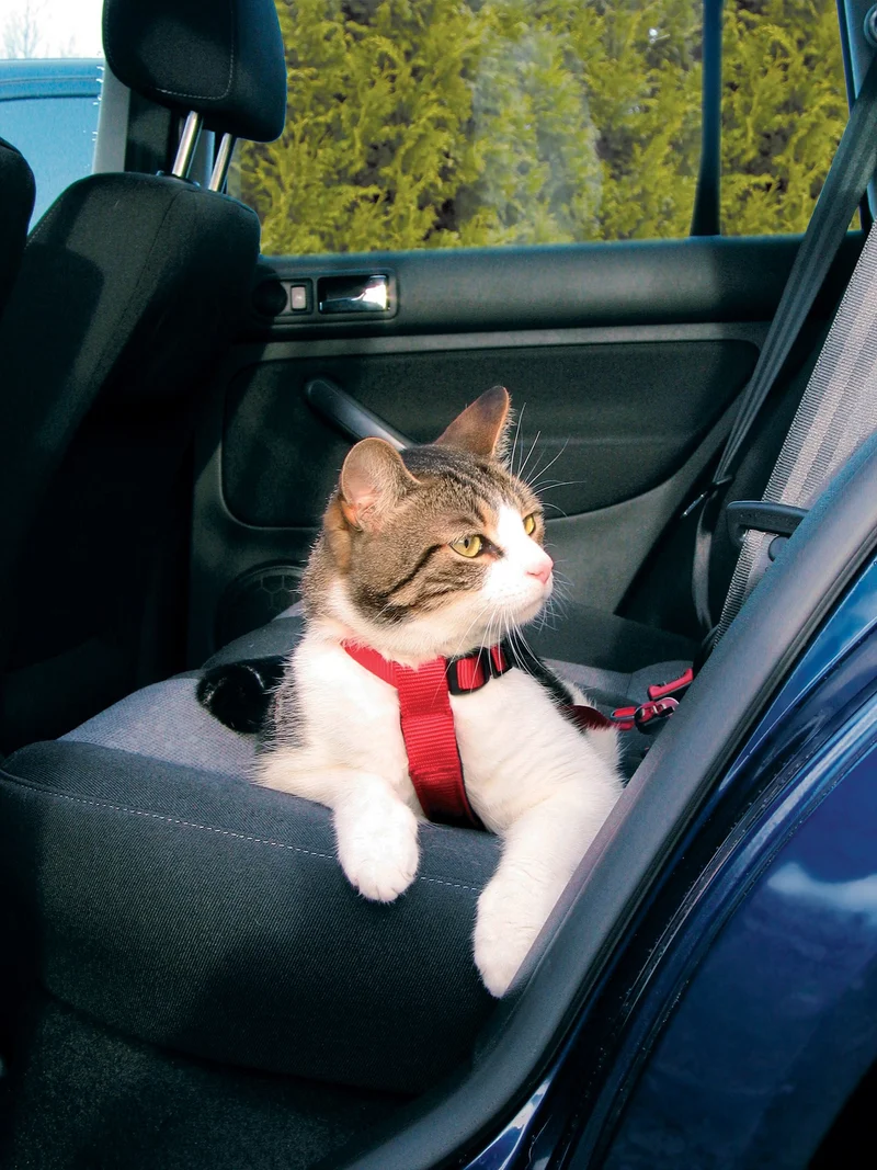 Harnais chat voiture