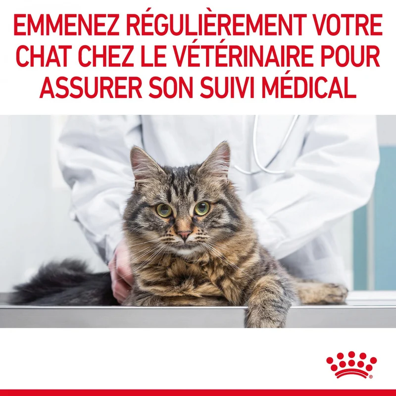 ROYAL CANIN Digestive Care – Croquettes pour chat
