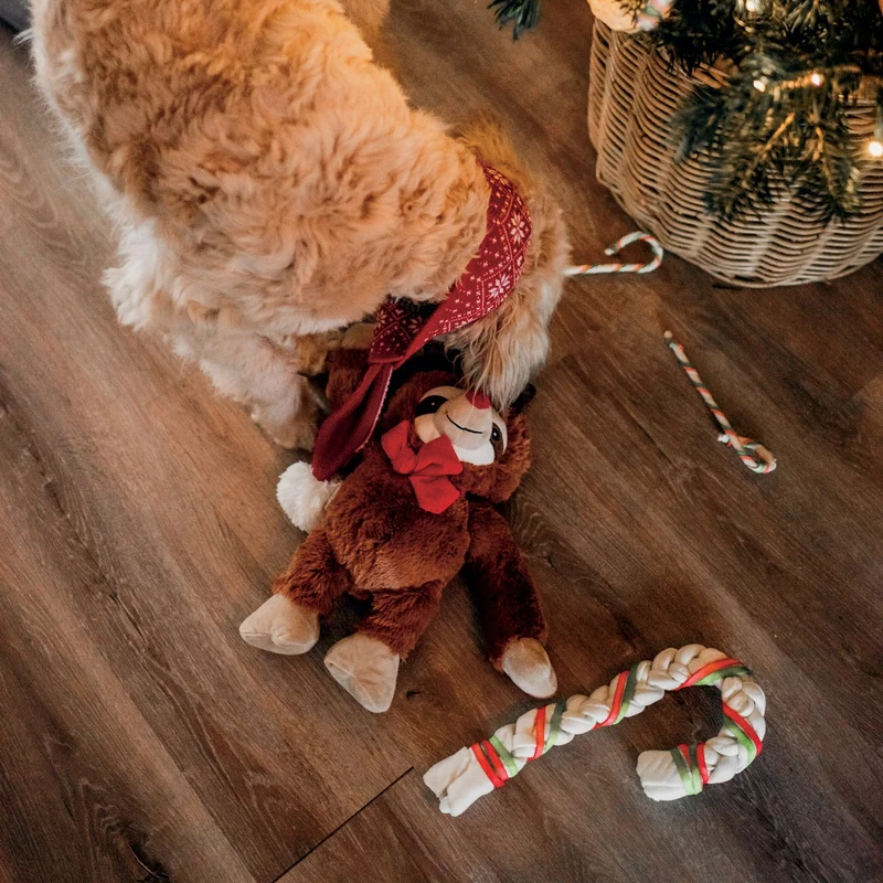 Canne de Noël