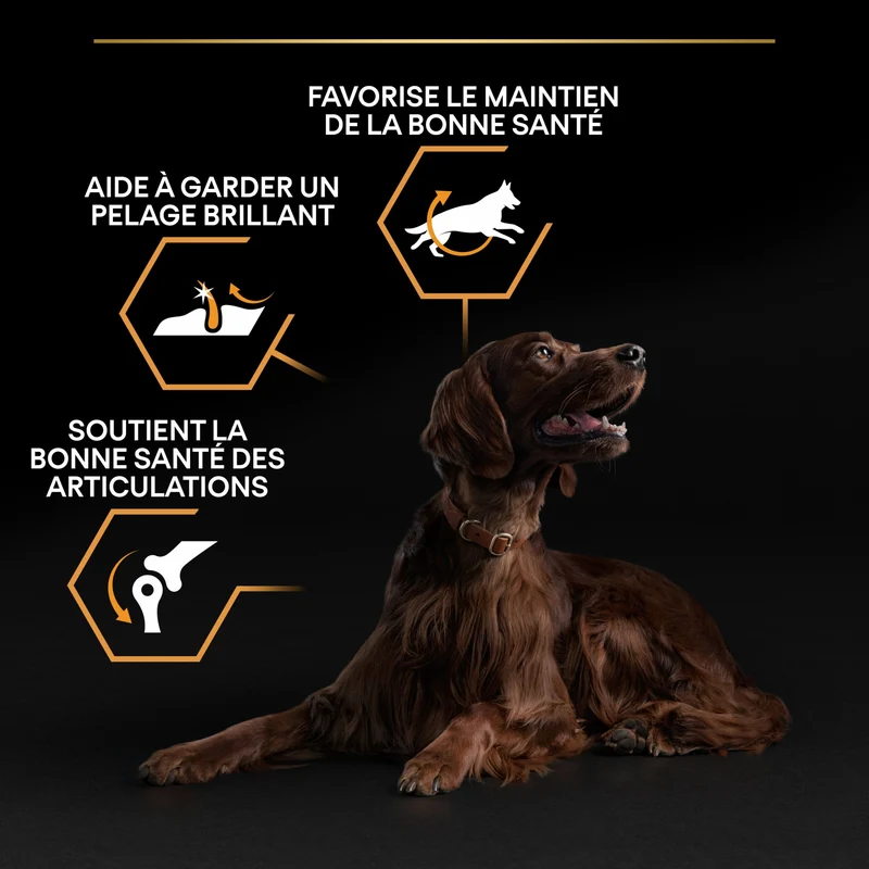 PRO PLAN Everyday Nutrition Large Athletic Adult au Poulet - Croquettes pour chien