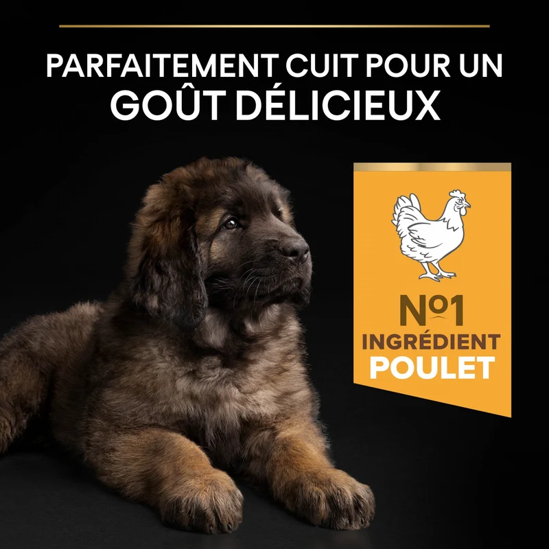 PRO PLAN Healthy Start Large Robust Puppy au Poulet - Croquettes pour chien