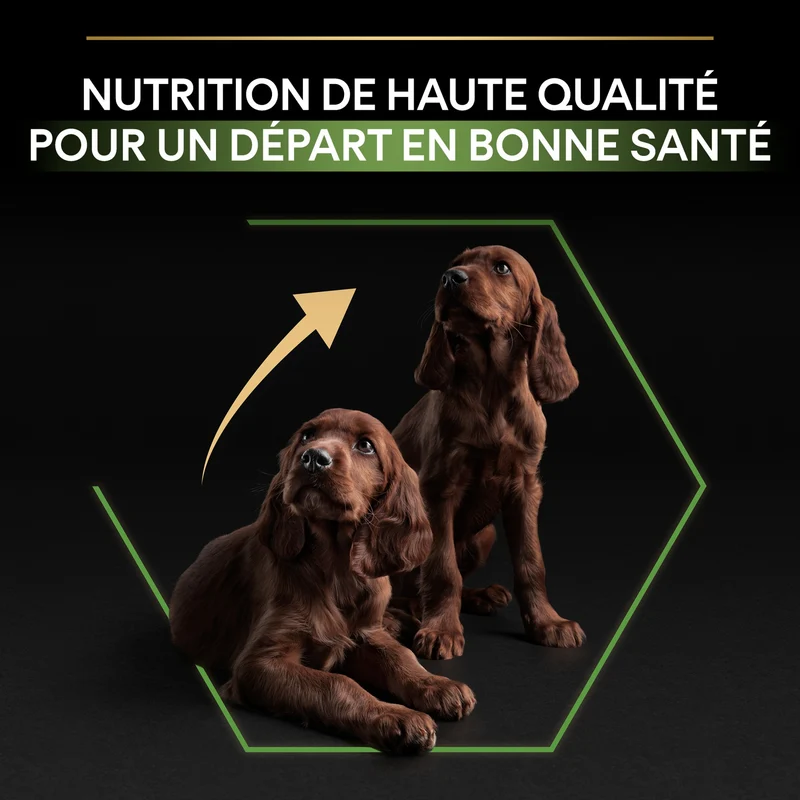 PRO PLAN Healthy Start Large Athletic Puppy au Poulet - Croquettes pour chien
