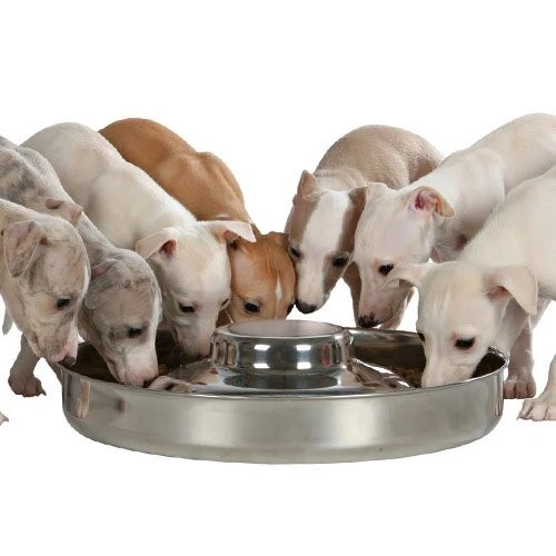 Gamelle pour chiot