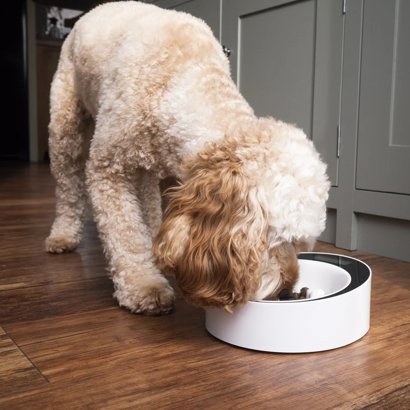Gamelle balance anti-glouton Easy Weigh