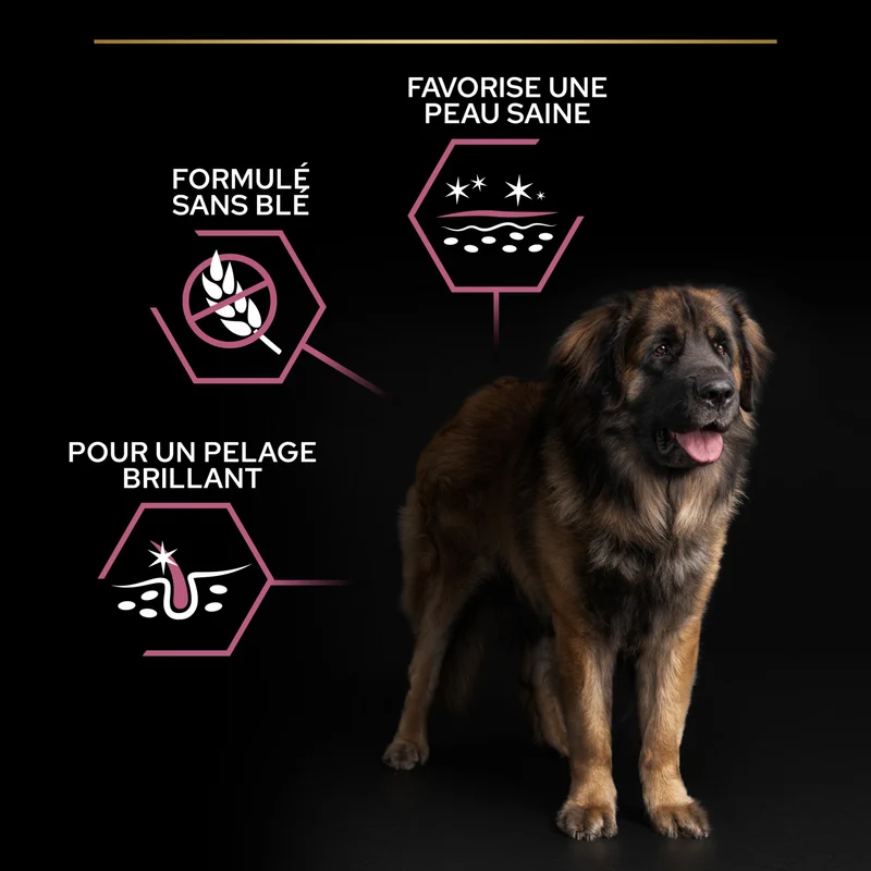 PRO PLAN Sensitive Skin Large Robust Adult au Saumon - Croquettes pour chien