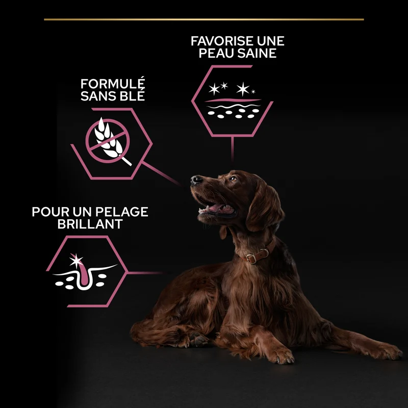 PRO PLAN Sensitive Skin Large Athletic Adult au Saumon - Croquettes pour chien