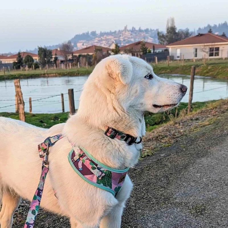 Harnais pour chien Cactus