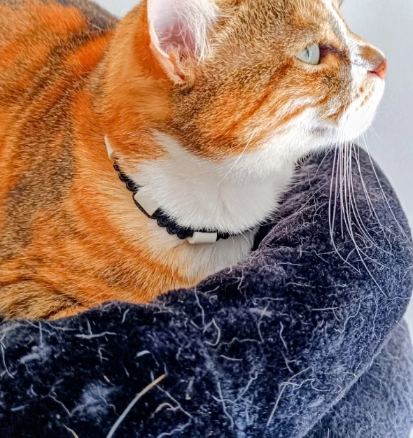 Collier anti-tiques pour chat en céramique EM - CHAT 1cm clip sécurité