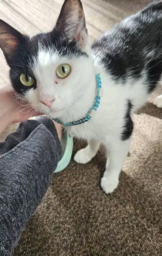 Collier anti-tiques pour chat en céramique EM - CHAT 1cm clip sécurité