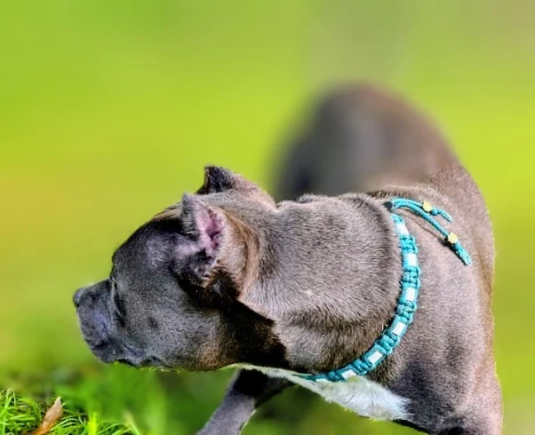 Collier réglable anti-tiques pour chien en céramique EM - Largeur 2cm Golden DIAMOND