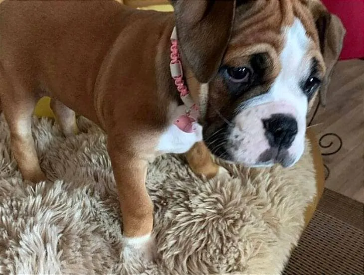 Collier anti-tiques pour chien en céramique EM - Rose METALLIC 1cm
