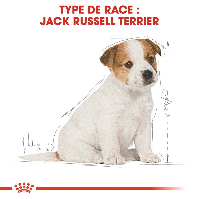 Royal Canin Jack Russell Puppy - Croquettes pour chiot