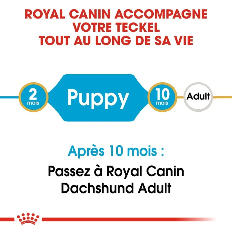 Royal Canin Teckel Puppy (Dachshund)