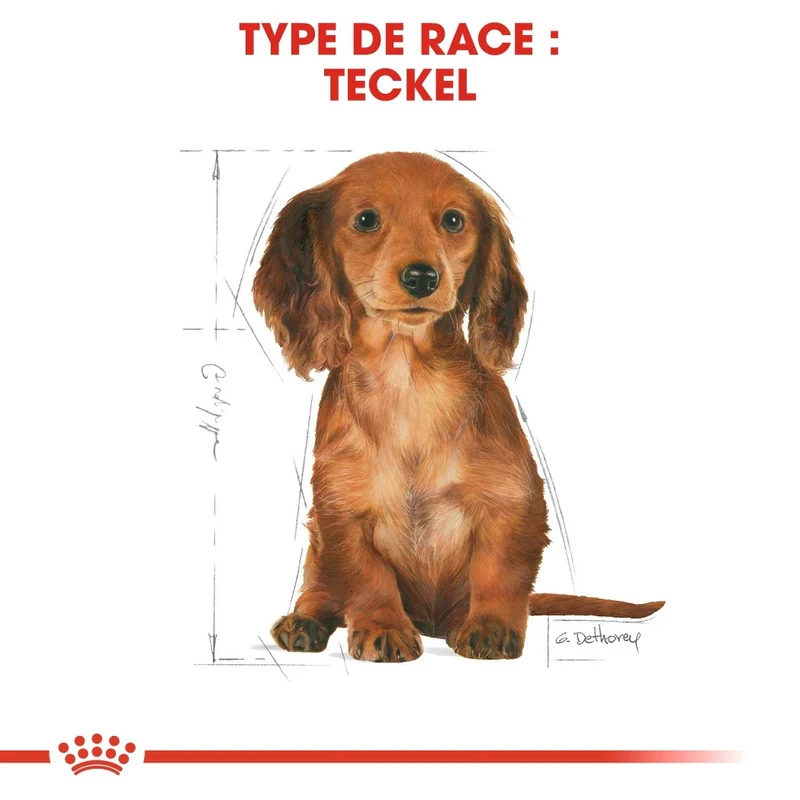Royal Canin Teckel Puppy (Dachshund)