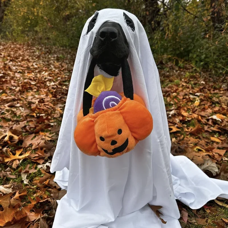 Peluche de flair Panier Citrouille Trick or Treat - Jouet d'occupation pour chien – ZippyPaws® Burrow™ Trick-or-Treat Basket