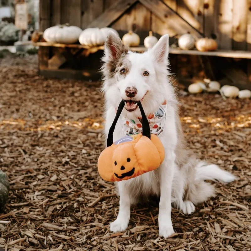 Peluche de flair Panier Citrouille Trick or Treat - Jouet d'occupation pour chien – ZippyPaws® Burrow™ Trick-or-Treat Basket