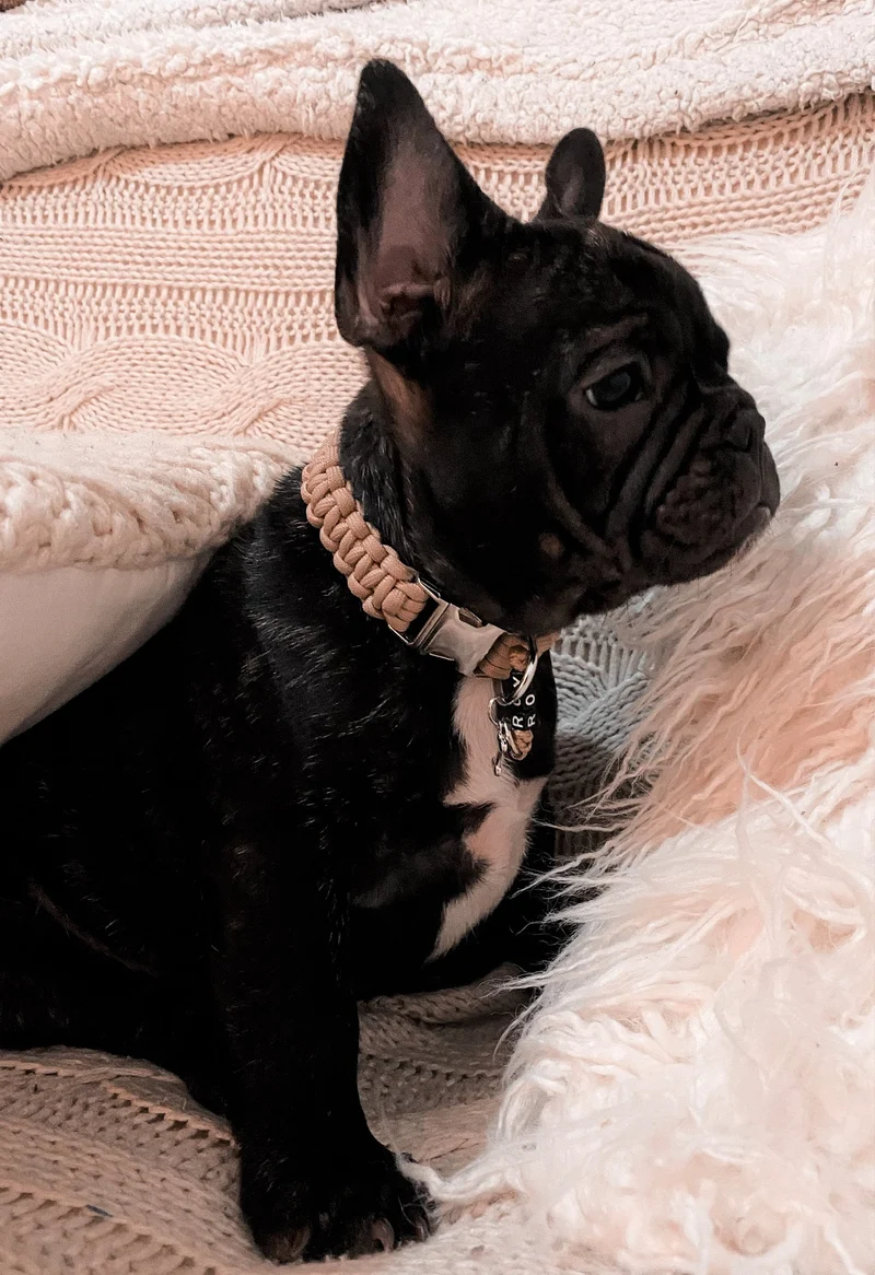 Collier chien Uni - largeur 2cm | Laisse de wouf