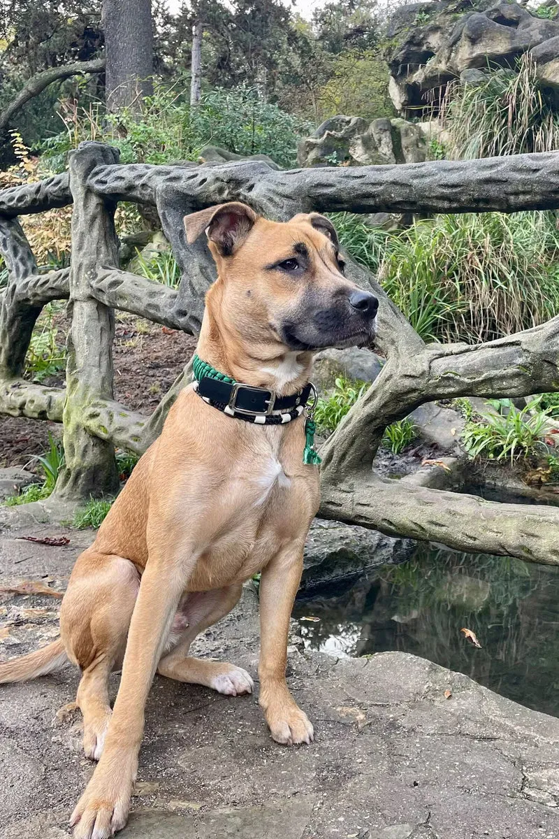 Collier réglable pour chien UNI - largeur 3cm