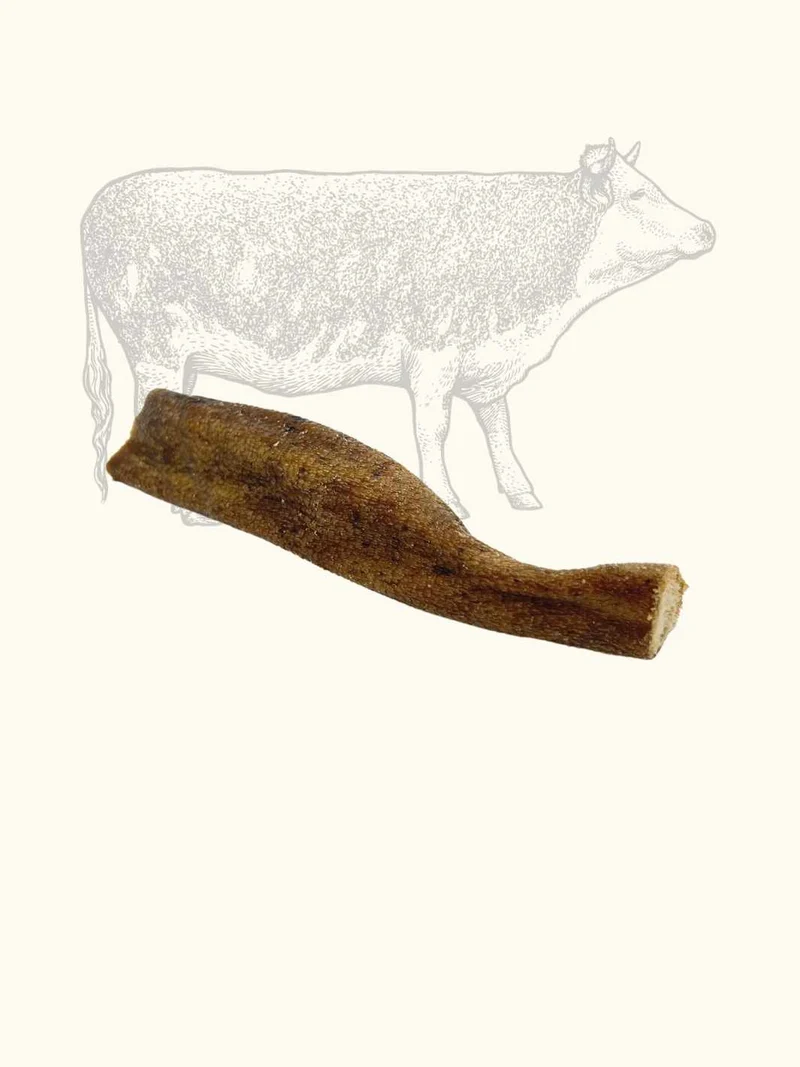 Queues de bœuf
