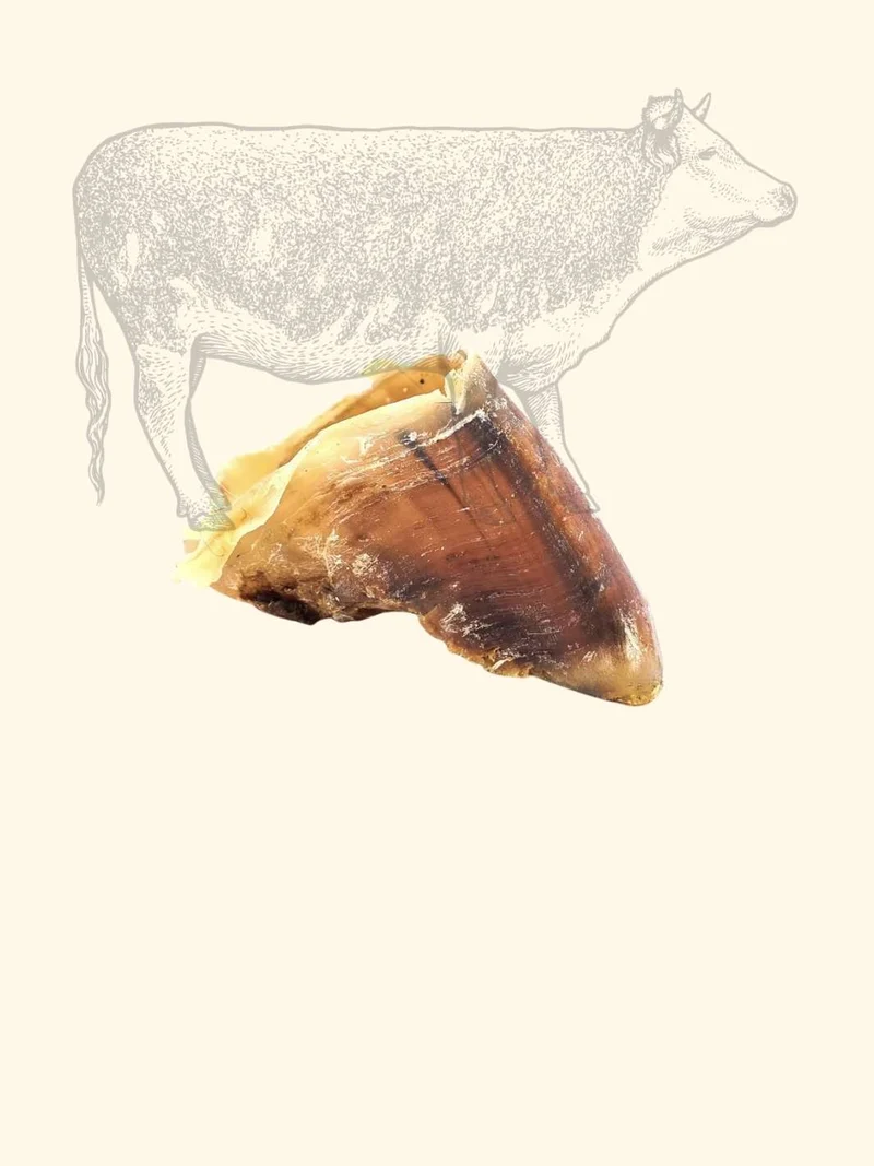 Sabot de bœuf