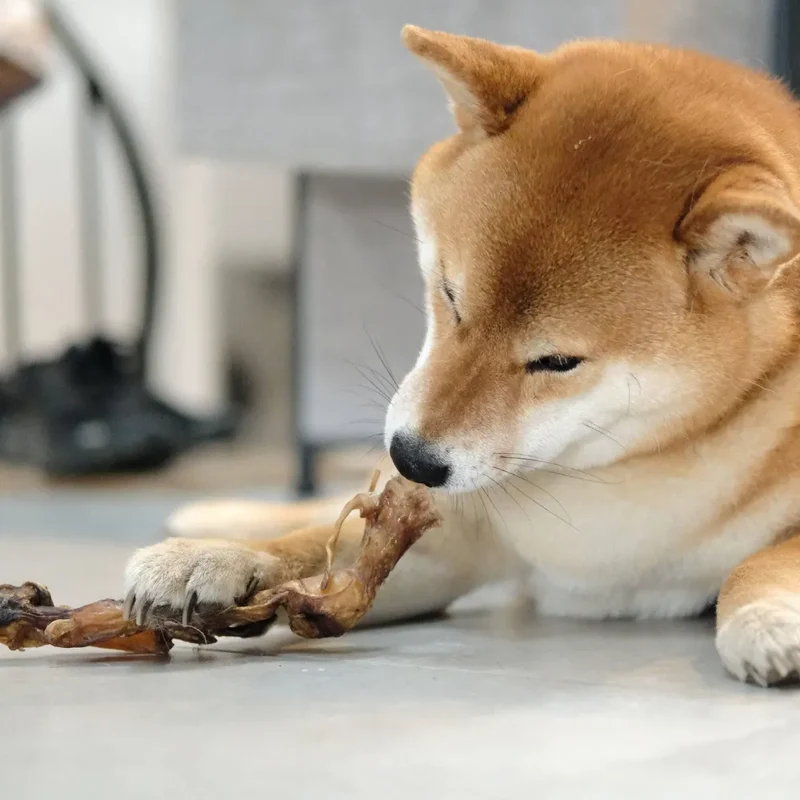 Tendon de cou de cerf – Mastication gourmande pour chien – 2 pièces