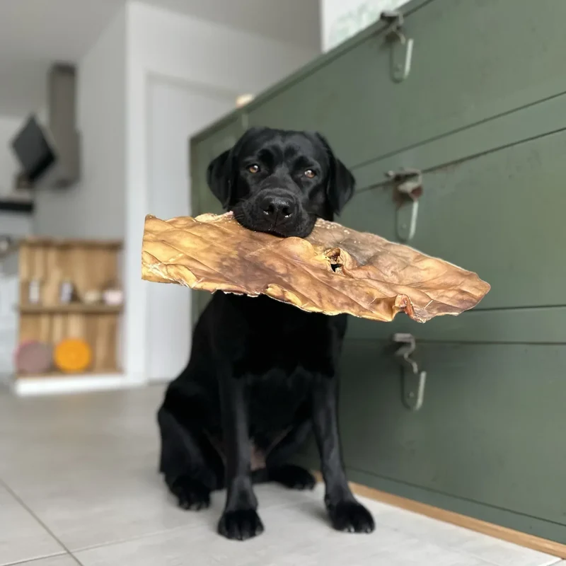 Plaque de peau boeuf – Mastication gourmande XXL pour chiens