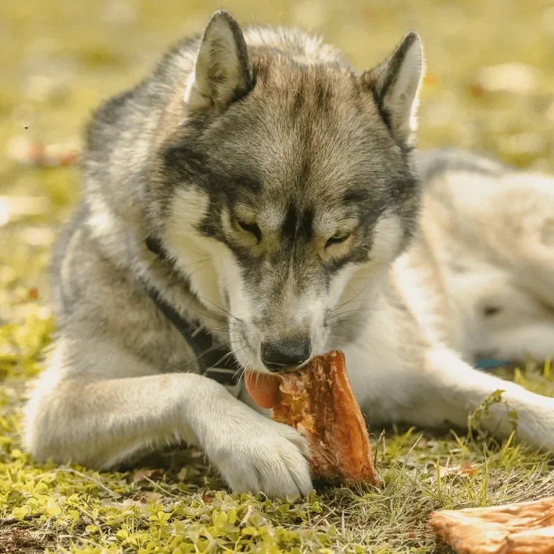 Plaque de peau boeuf – Mastication gourmande XXL pour chiens