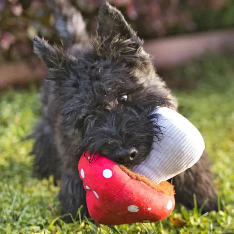 Blooming Buddies Mutt's Mushroom 🍄 – Jeu de fouille interactif champignon pour chien – PET PLAY
