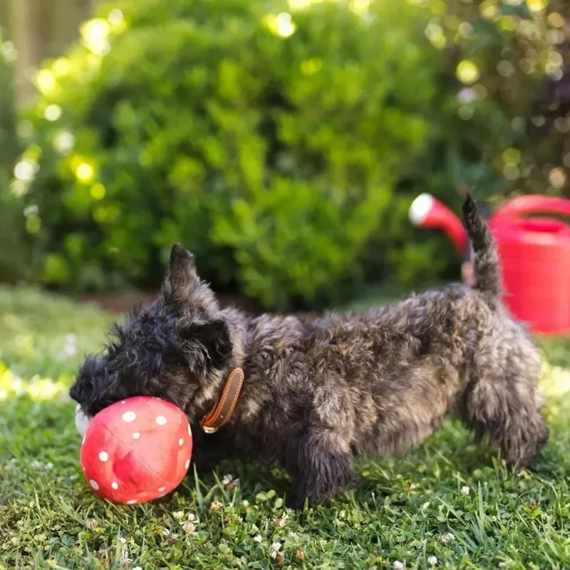 Blooming Buddies Mutt's Mushroom 🍄 – Jeu de fouille interactif champignon pour chien – PET PLAY