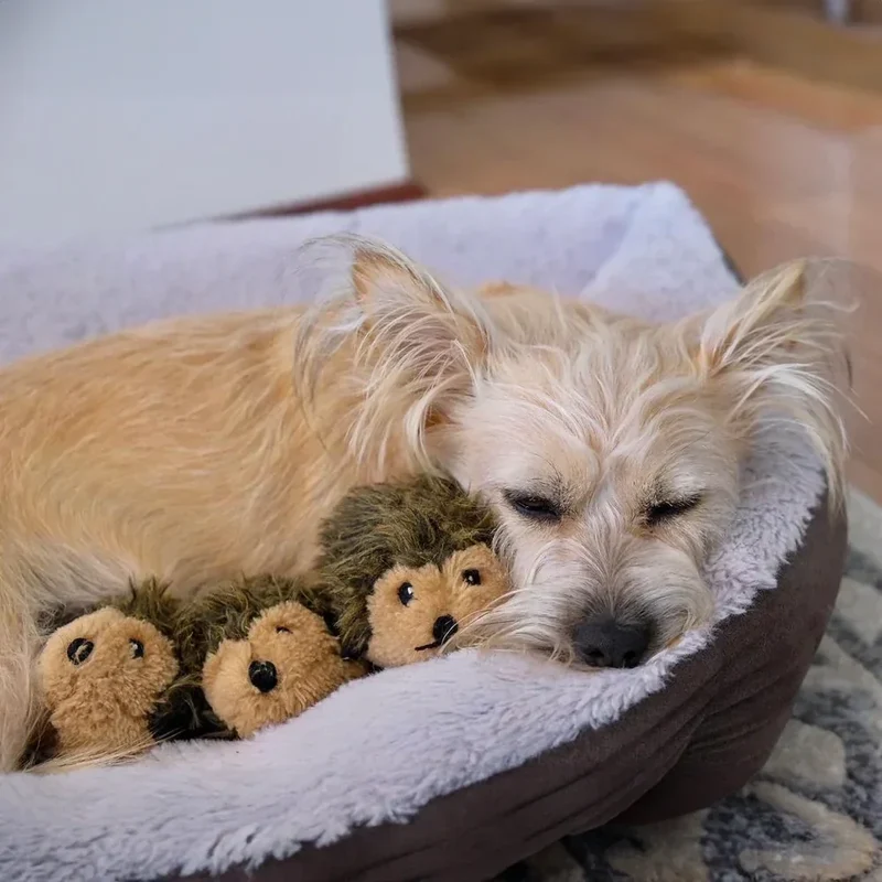 Peluche de flair Repaire d'hérisson 🦔 - Jouet d'occupation pour chien – ZippyPaws® Burrow™