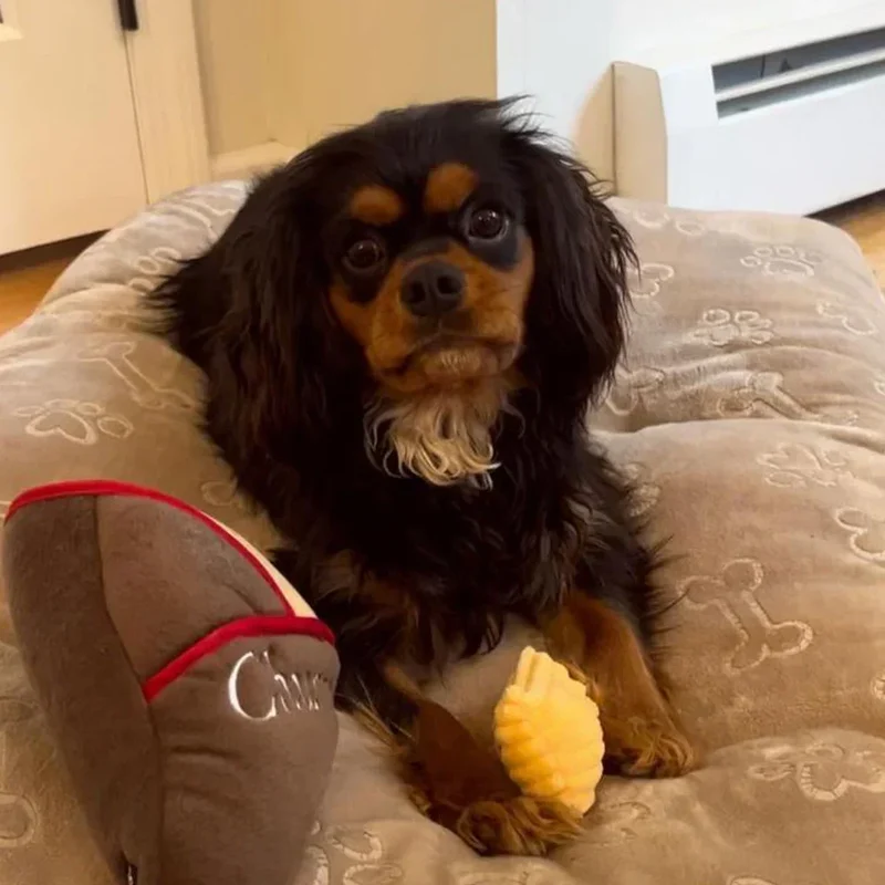 Peluche de flair Churros 🫔 - Jouet d'occupation pour chien – ZippyPaws® Burrow™