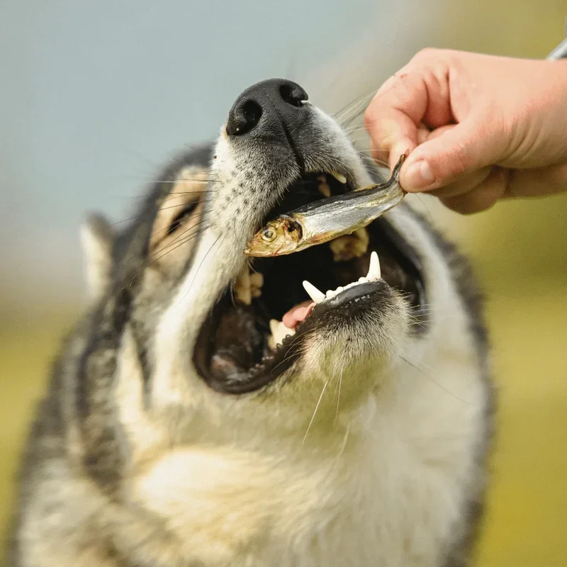Hareng – Friandise naturelle pour chiens et chats