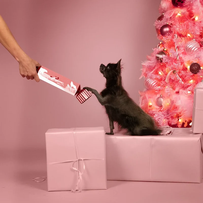 Le Cracker du Nouvel An pour chiens 🐶 – Le Royaume des Glaces