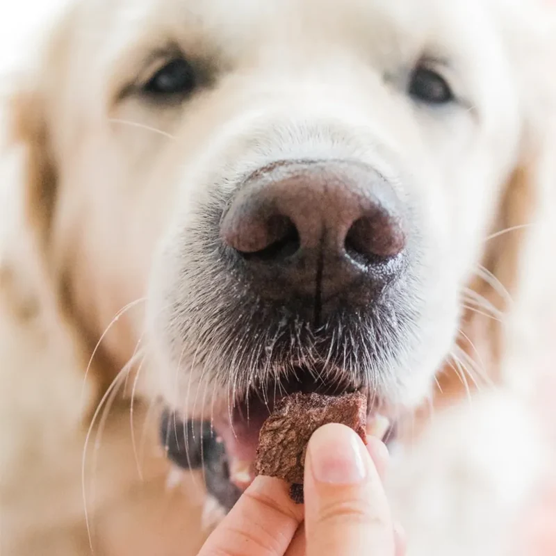 Émeu lyophilisé pour chien – Protéine nouvelle d'Australie – Laila & Me – 140g