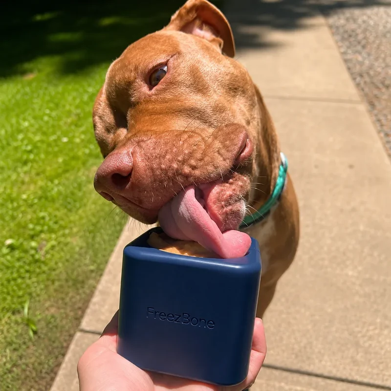 Freezbox – Distributeur de friandises à congeler pour chien – Freezbone