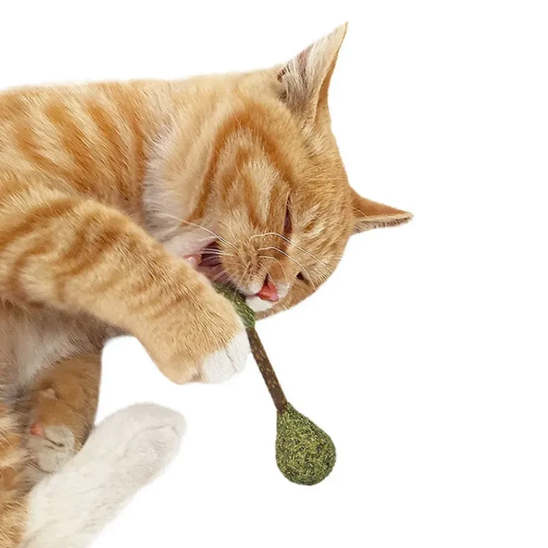 Mini haltère matatabi & herbe à chat – Jouet euphorisant pour chat