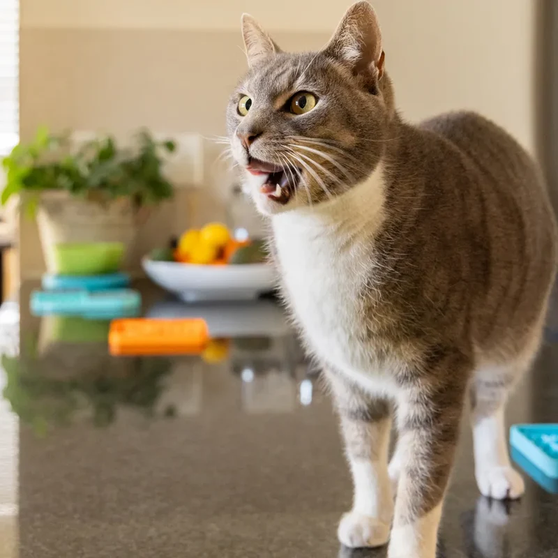 Lickimat Kitty – Tapis de léchage pour chat et chaton – VENTE FLASH