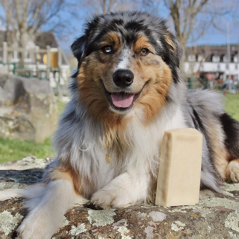 Cheese brick – Brique de fromage – Mastication gourmande pour chien