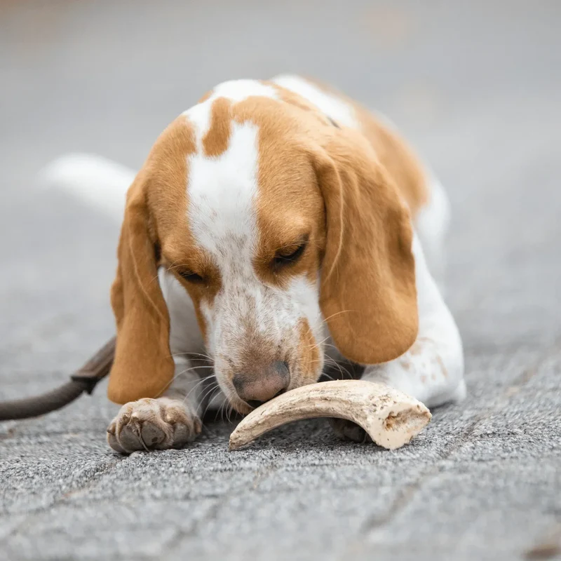 Noyau de corne de buffle – Mastication longue pour chiens